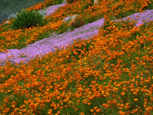 pch flowers.jpg